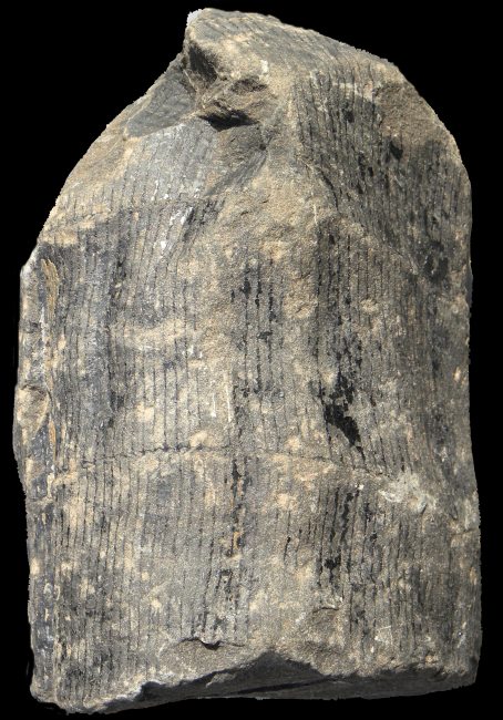 Calamites suckowii